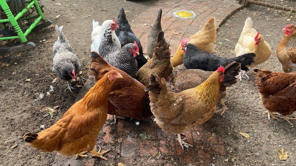 Experts offer information on how to keep these egg-laying Cambria hens safe from the deadly avian influenza, which has reached California.