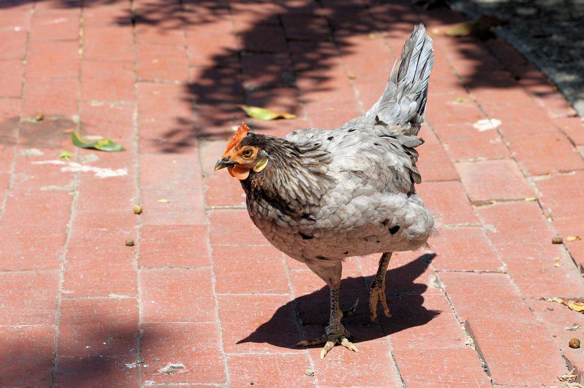 The roosters of Arroyo Grande are a popular attraction for visitors.