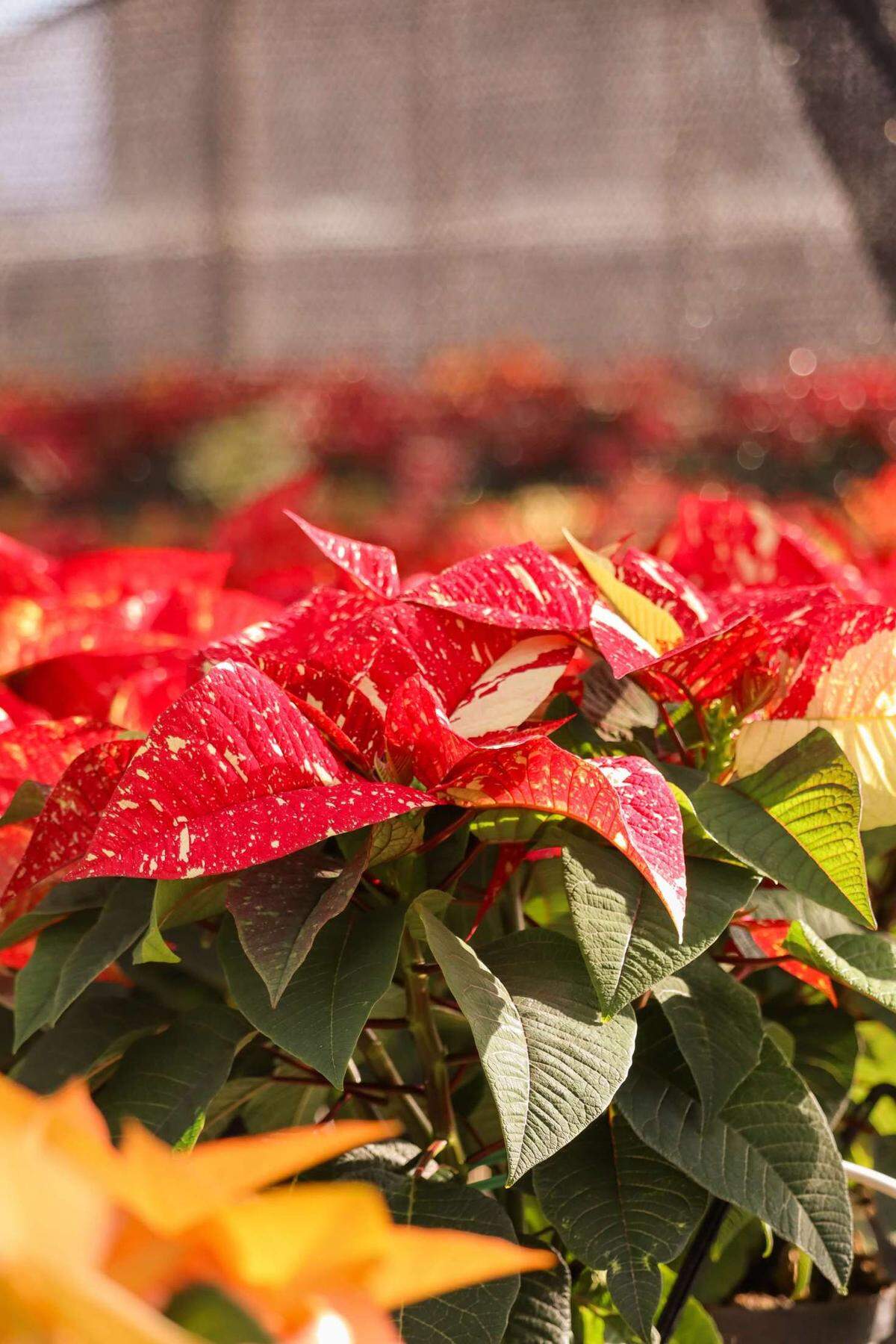 Cal Poly’s annual poinsettia sale will return on Nov. 23 and Dec. 7.