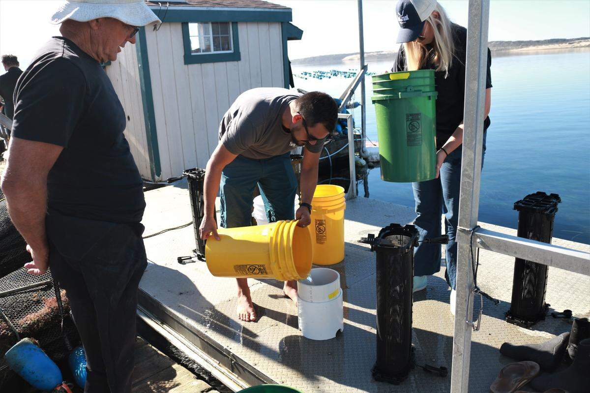 George Trevelyan of Grassy Bar Oyster Co., left, watches as Kevin Johnson, center, and Shannon Baldwin, right, prepare the Olympia oysters to be placed in the black baskets and then submered into the Morro Bay estuary.