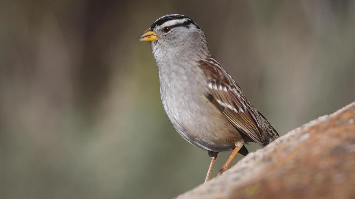 A white crowned sparrow rests for a moment near Morro Rock in this Jan. 16, 2025, photo.