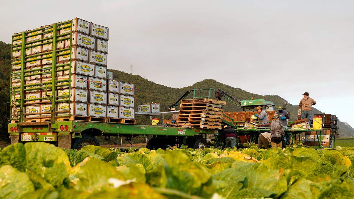 H-2A visa holders who work as temporary agricultural workers pick and box cabbages at a farm owned by Talley Farms on Thursday, Aug. 7, 2025. Temporary agricultural workers can stay in the United States temporarily — around nine months in the case of Talley Farms employees — on H-2A visas.