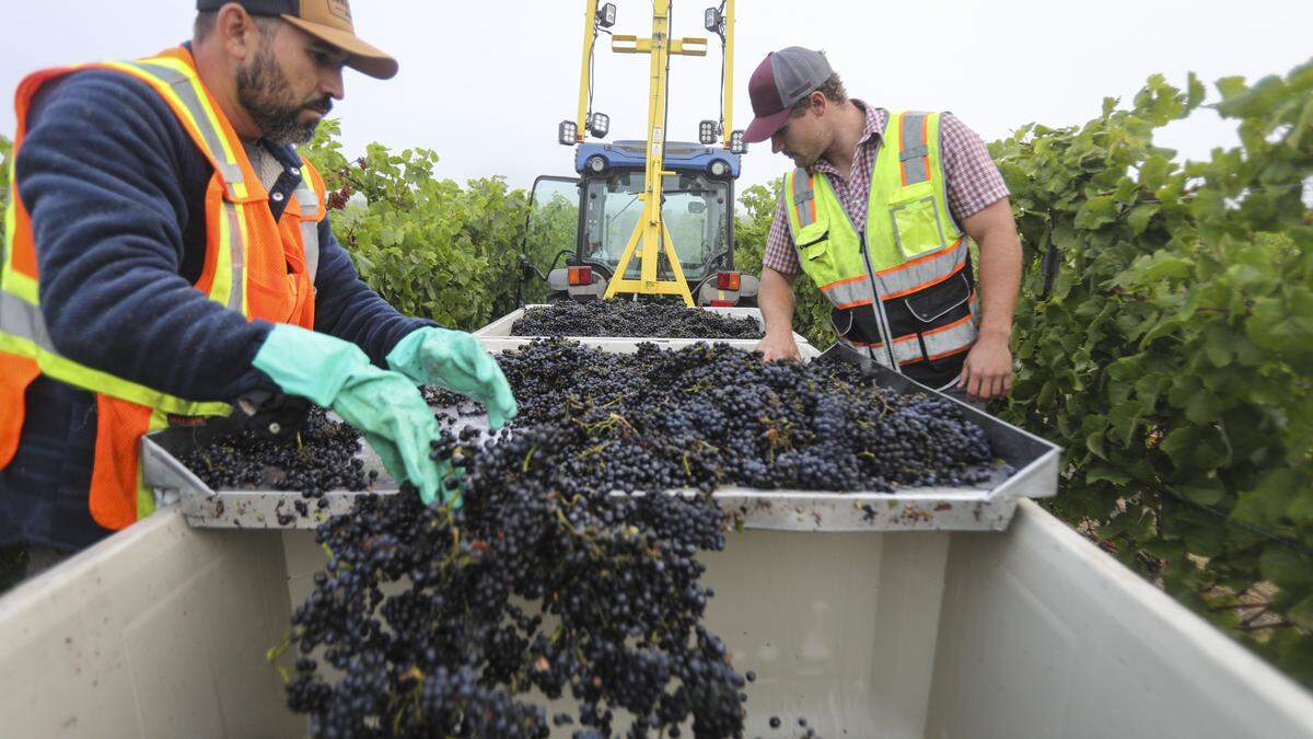 Martin Ramirez, left, and Cole Crawford with Vineyard Professional Services, quality check grapes before pushing them into bins. Chamisal Vineyards harvest Pinot Noir grapes early in the morning of Sept. 22, 2025.