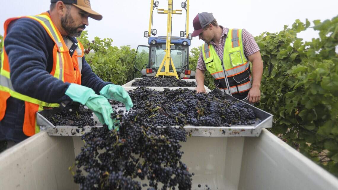 SLO County wine grapes were ripe months ahead of schedule. What caused early harvest?