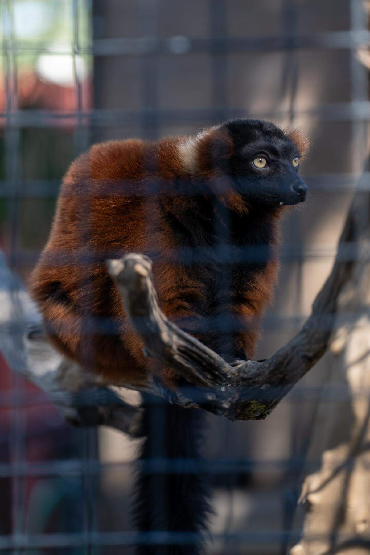 A red ruffed lemur perches in its habitat at the Central Coast Zoo during the grand open of the zoo's new Madagascar exhibit on Thursday, May 15, 2026. The new exhibit includes red ruffed lemurs, ring-tailed lemurs, Madagascar teal, tortoises and more.