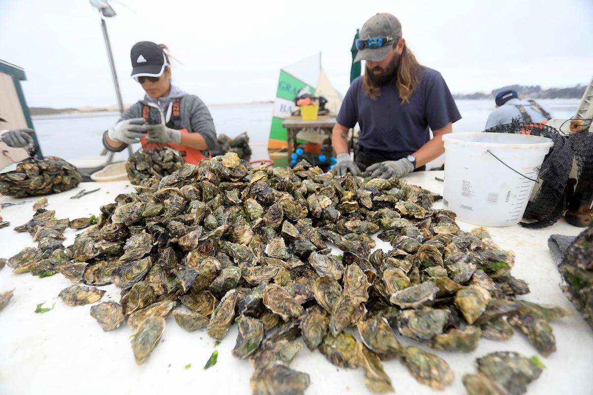Carolina Hernandez and William Hudson prep the oysters for shipping at the Grassy Bar Oyster Co. in Morro Bay.