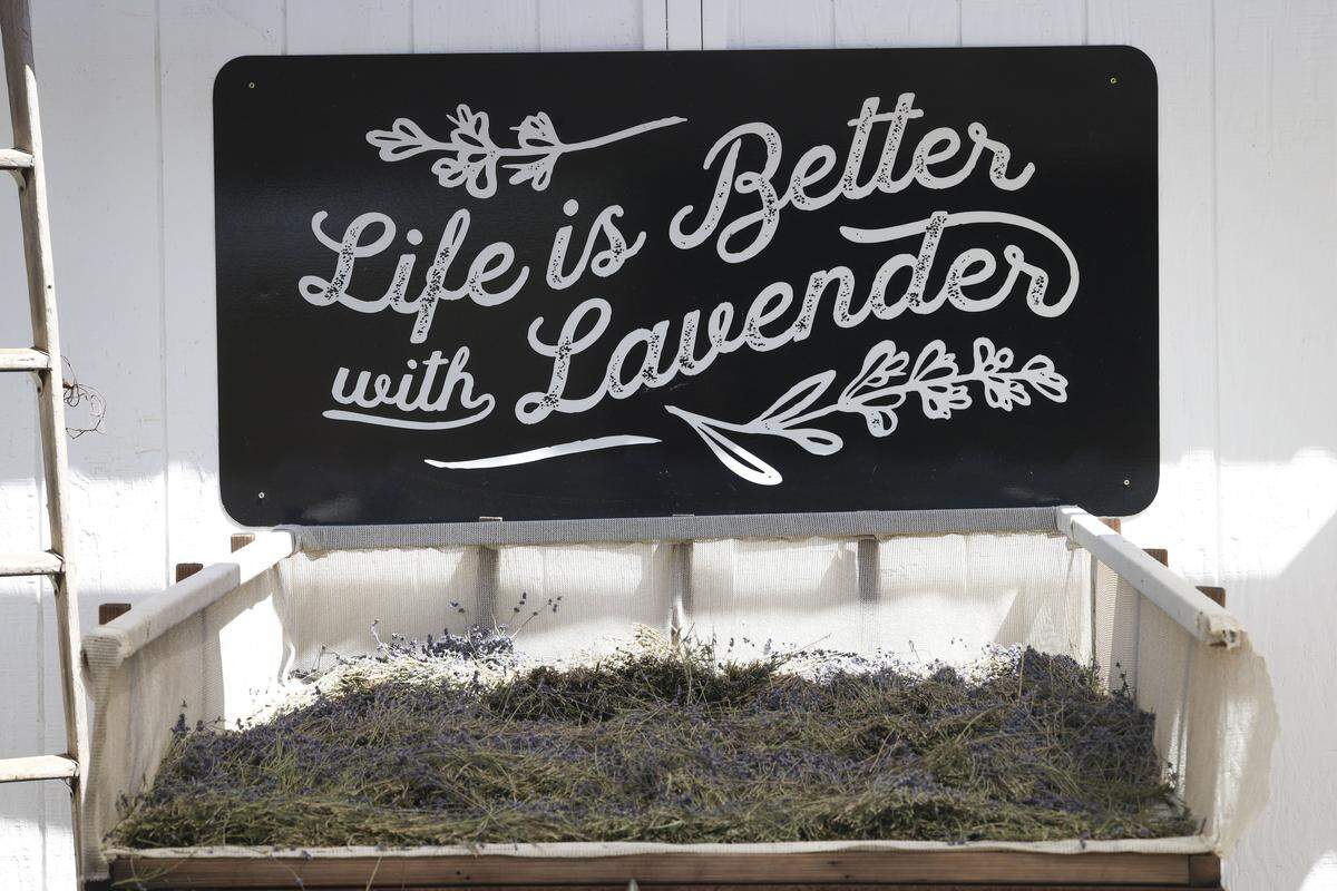 Hambly Fams  west of San Miguel on May 22, 2026, has 9 different varieties of lavender.