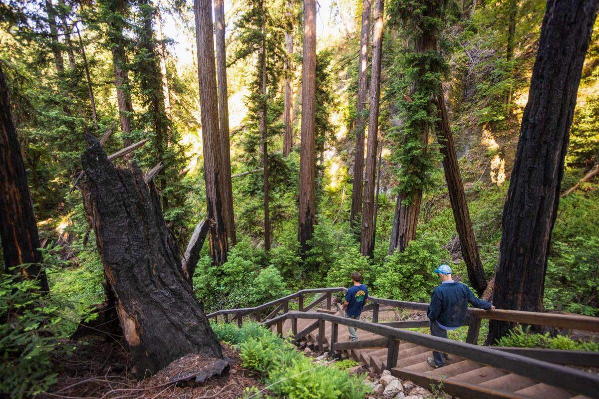 The Pfeiffer Falls Trail in California’s Pfeiffer Big Sur State Park will reopen on June 18, 2021.