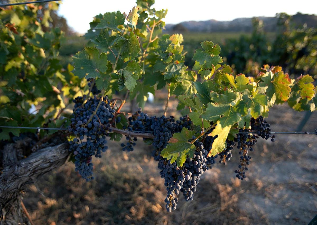 Third Wheel Tours, a new sidecar motorcycle wine tour, partners with Cass Winery in Paso Robles to take customers on tasting trips into the vineyard.