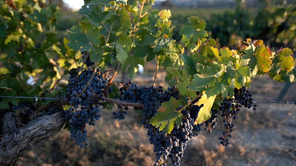 The San Luis Obispo County Board of Supervisors will discuss repealing an ordinance that manages water use in the Paso Basin Land Use Management Area at its meeting on Tuesday, Feb. 7, 2023.