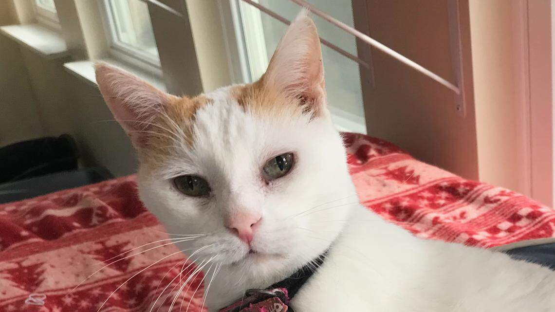 Sherman the playful lap cat survived some dark times. He’s looking for a loving home