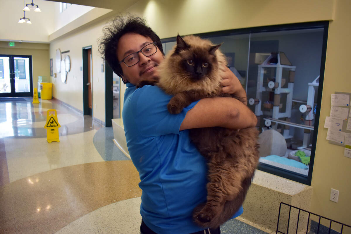 Chubbs, a 29-pound Himalayan mix cat, was found wandering the streets of Altadena last week. He captured hearts online, and will be up for adoption on Wednesday.