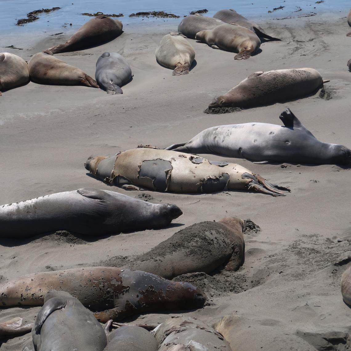 These elephant seals on the beach at Piedras Blancas show several stages of molt, from shaggy skin peeling off to fully molted gray skin. One shows scars from cookie cutter seal bites