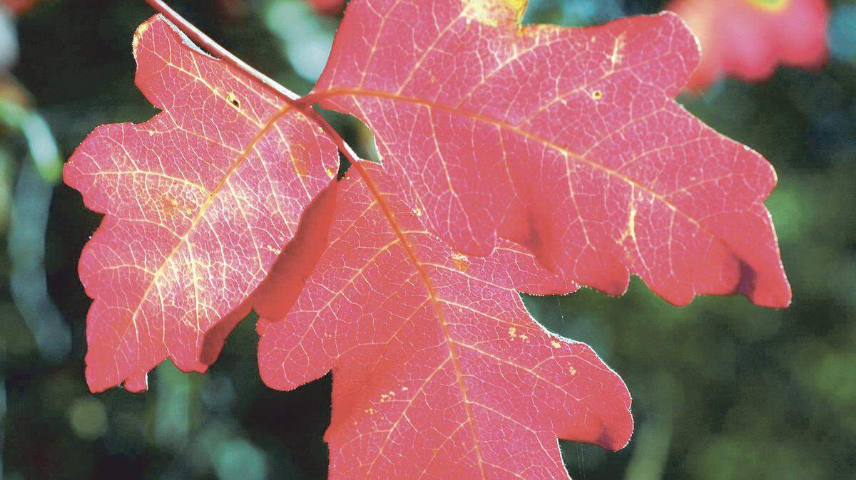 The most effective way to deal with poison oak, pictured here, is to avoid exposure in the first place.