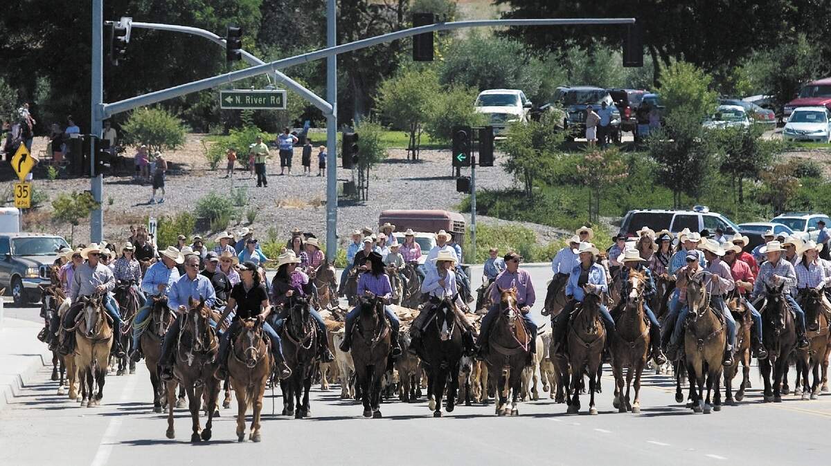 Normal automobile traffic took a brief pause Wednesday, July 20, 2011, while the cattle drive crossed the Salinas River Bridge on 13th Street in Paso Robles.