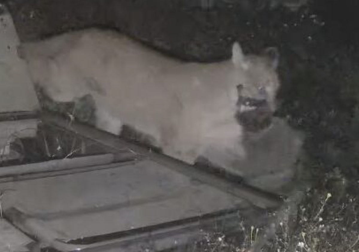 Cambria residents Chris and Sharon Eidler caught a picture of a mountain lion in their backyard at 3:41 a.m. Wednesday morning with what looked like a smaller cat or a raccoon in its mouth.