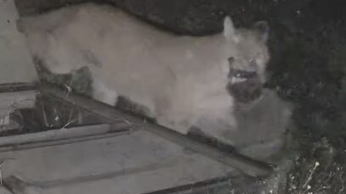 Cambria residents Chris and Sharon Eidler caught a picture of a mountain lion in their backyard at 3:41 a.m. Wednesday morning with what looked like a cat or a raccoon in its mouth.