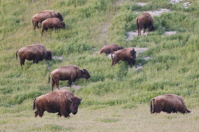 Bison graze at the Camatta Ranch next to Highway 58 west of the Carrizo Plain April 1, 2017.