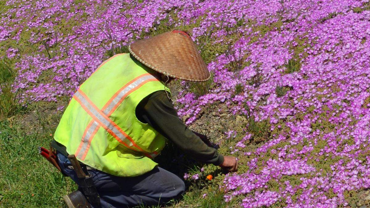 A man weeds along the Big Sur coastline near the hamlet of Gorda.