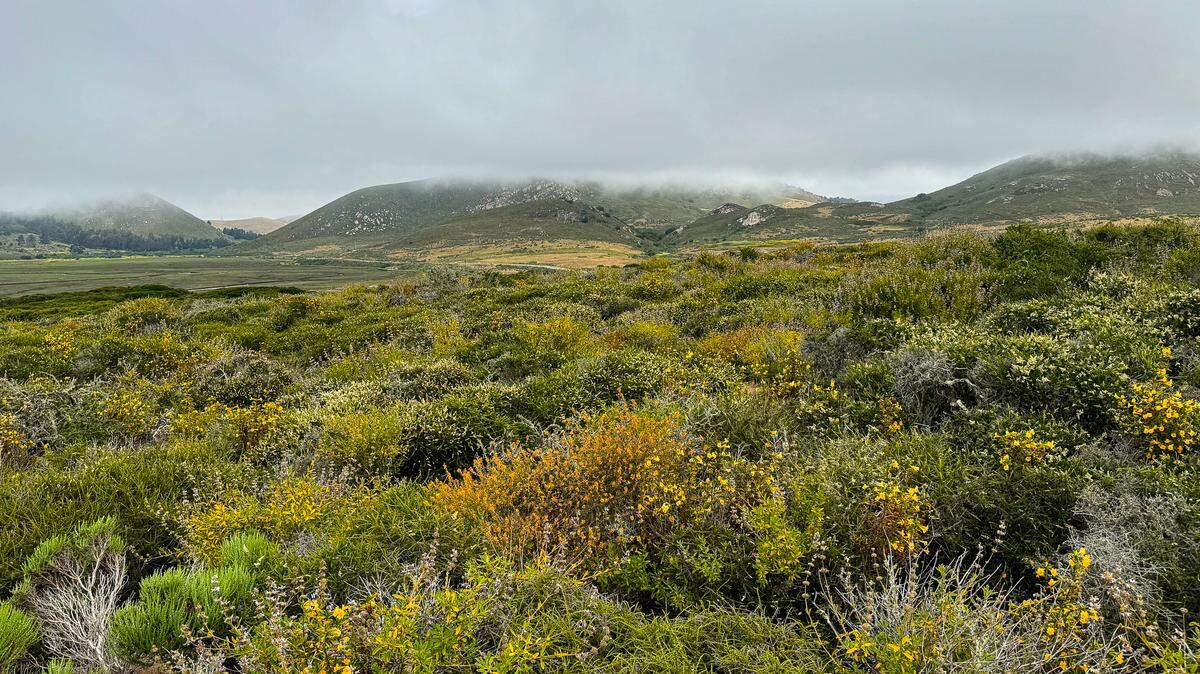 A heavy marine layer will bring frigid sea water temperatures to the San Luis Obispo coast this week.