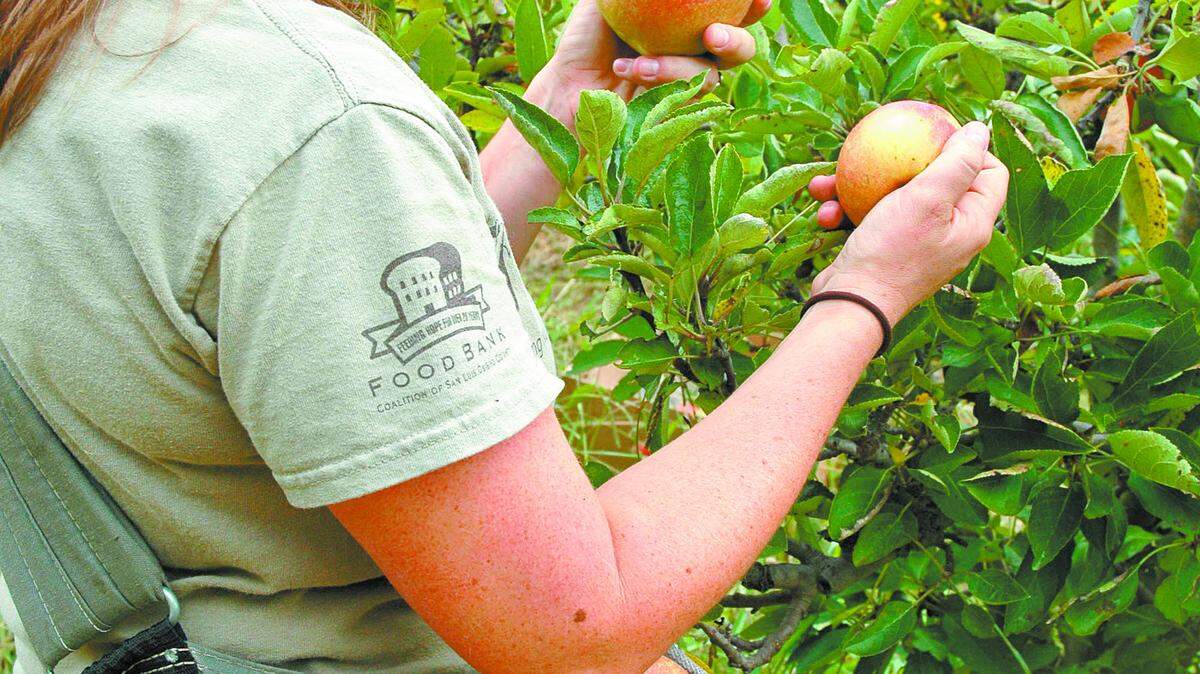 Jen Miller, GleanSLO's program manager, picks apples from the area designated for the gleaning teams; the apples are then transported to the Food Bank Coalition of San Luis Obispo County warehouses for distribution.