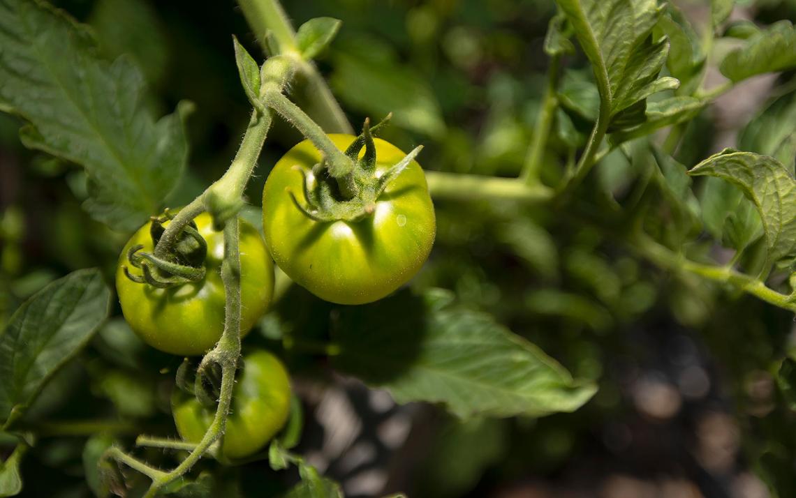The City of San Luis Obispo Community gardens produce a bounty of fresh fruits and vegetables. Fresh tomatoes are maturing on the vine on July 7, 2022.