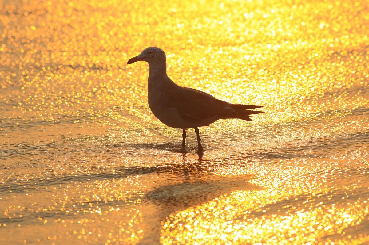 A seagull looks for food in the surf at Pismo Beach on Tuesday, Aug. 18, 2020. Air quality on the Central Coast is poor due to smoke from several fires burning in Monterey County.