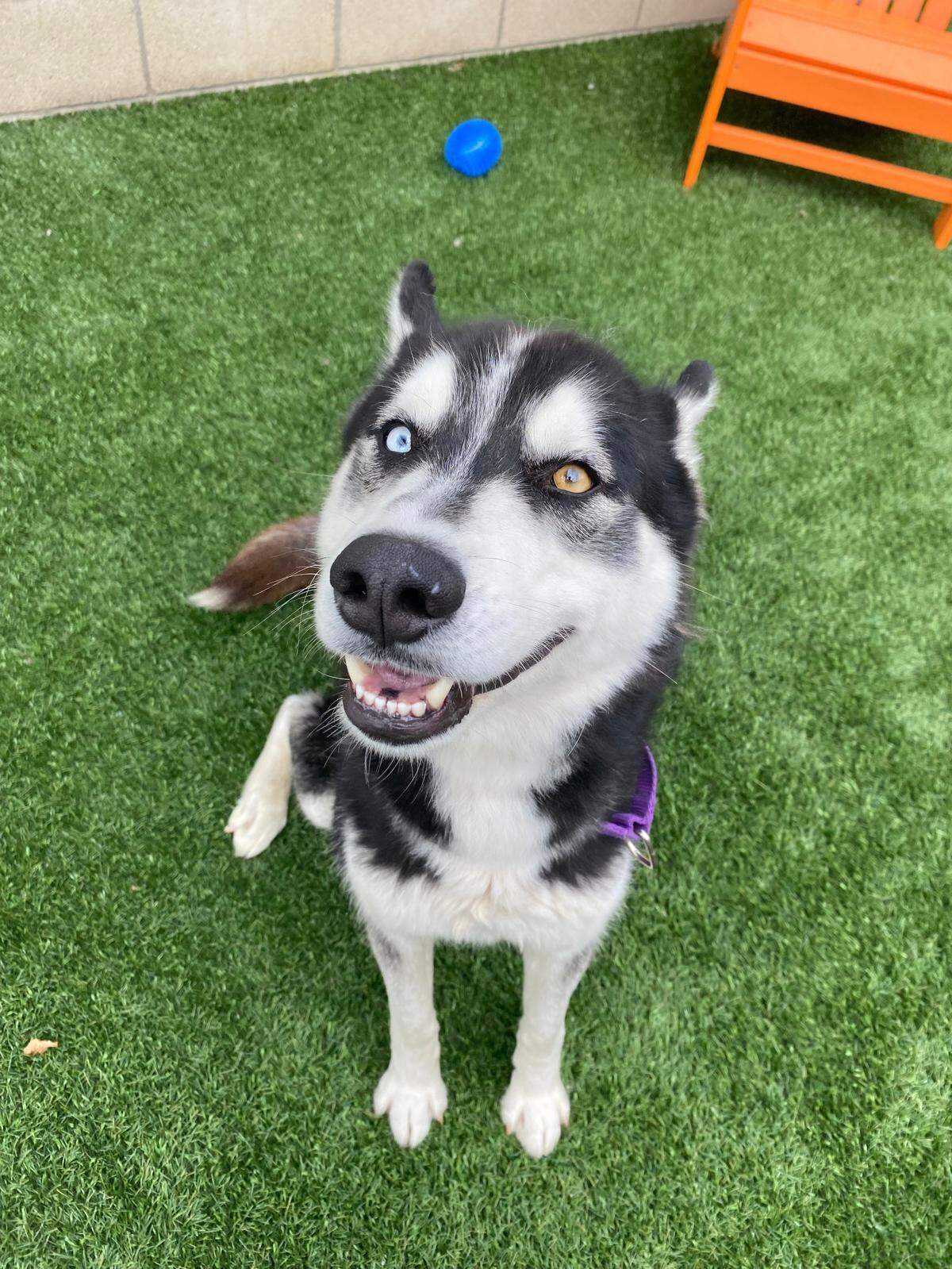Buck, a 1-year-old male husky dog, is available for adoption at the San Luis Obispo County Animal Services shelter in San Luis Obispo.