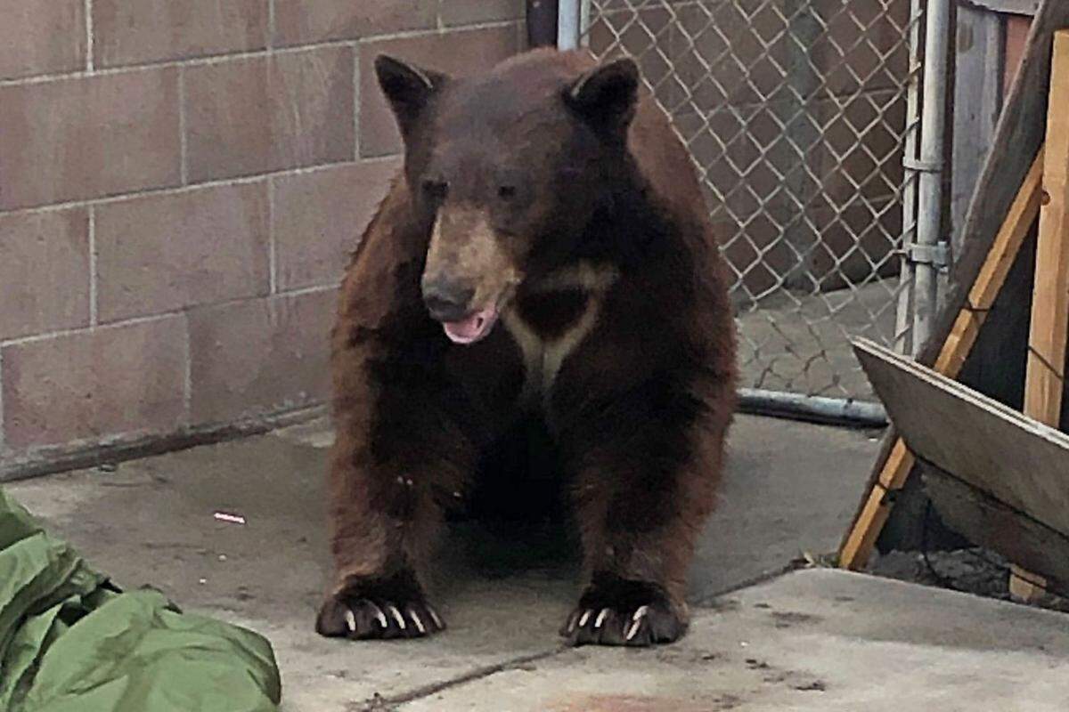 Authorities monitored a black bear that wandered into the city of Lompoc on Tuesday.