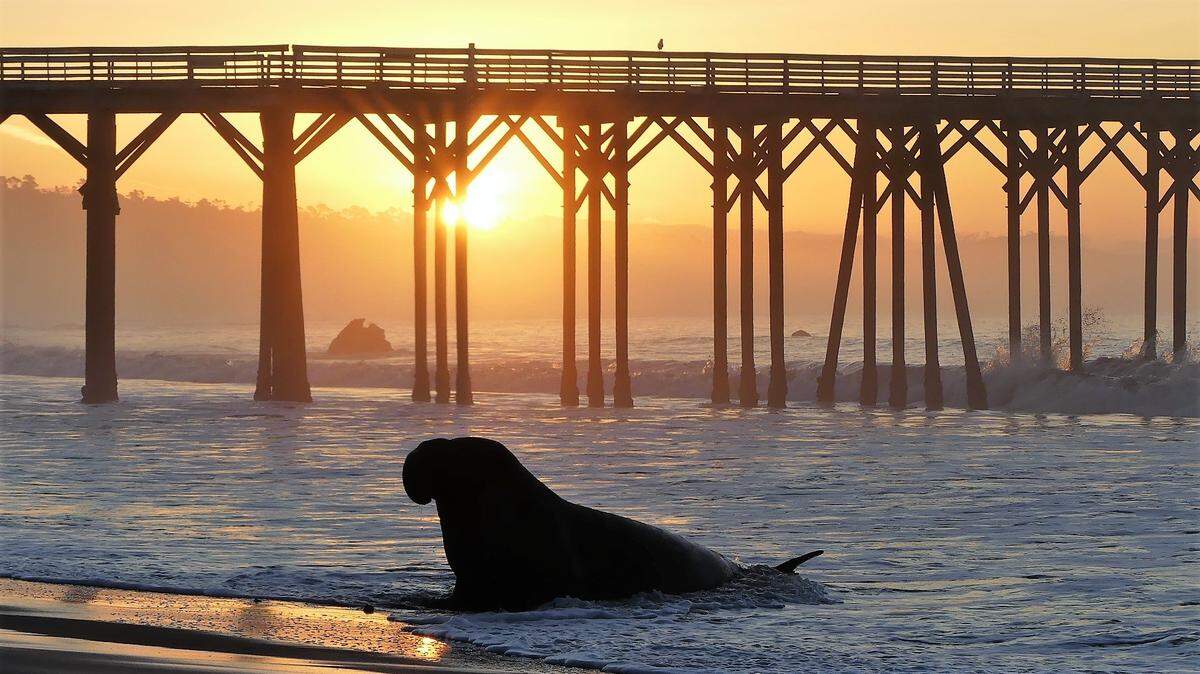 Photographer Mark Ray captured the sun rising above the fog bank at San Simeon Bay on Dec. 5, but his primary focus was on the bull elephant seal between him and the pier. “I had to wait quite a while for him to pick his head up from the sand,” recalled Ray, who watched the massive beast from the lower parking lot at William Randolph Hearst Memorial Beach