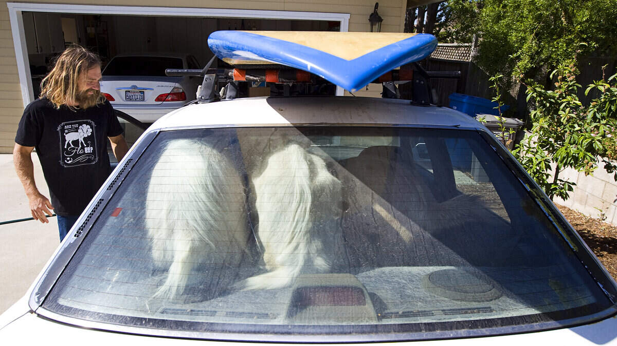 Dana McGregor loads his three goats — Goatee, Pismo and Grover — into the back of his car for a quick trip to a field near his house where they can wander and eat some weeds.