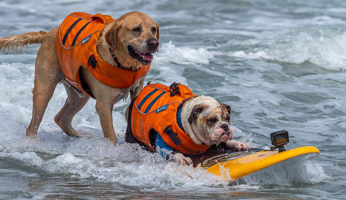 The World Dog Surfing Championships Exhibition Tour will come to Pismo Beach on May 2, 2026. Six pro dog surfing teams will compete alongside local canines.