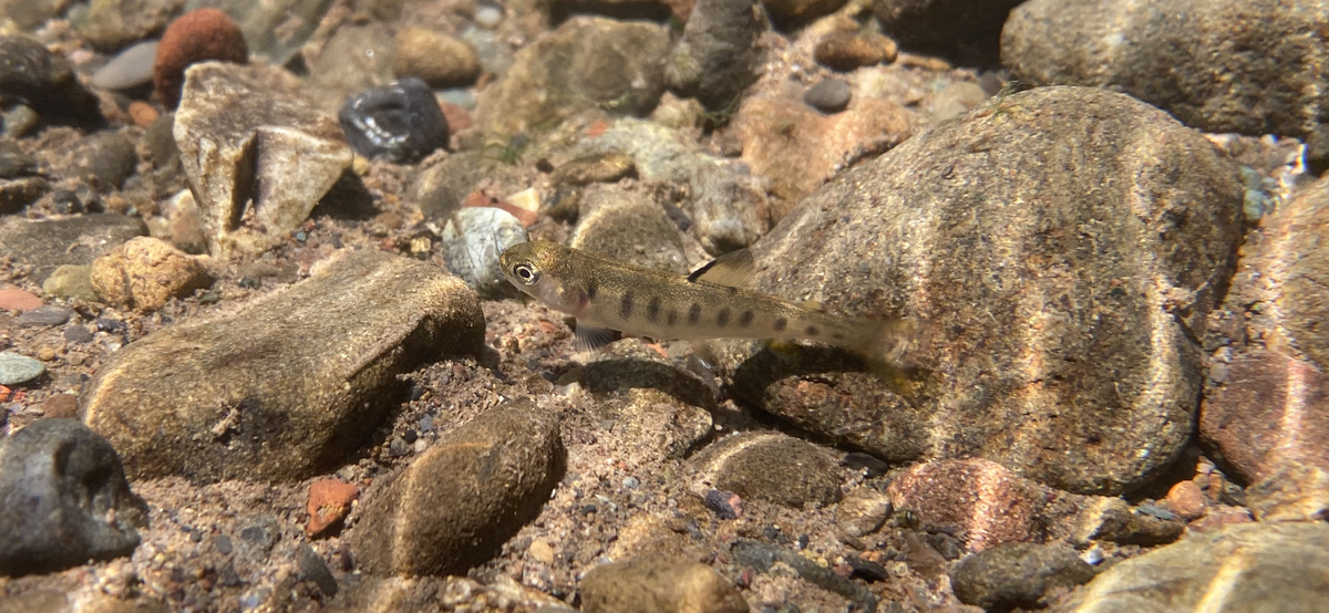 A young steelhead swims in Los Osos Creek in May.