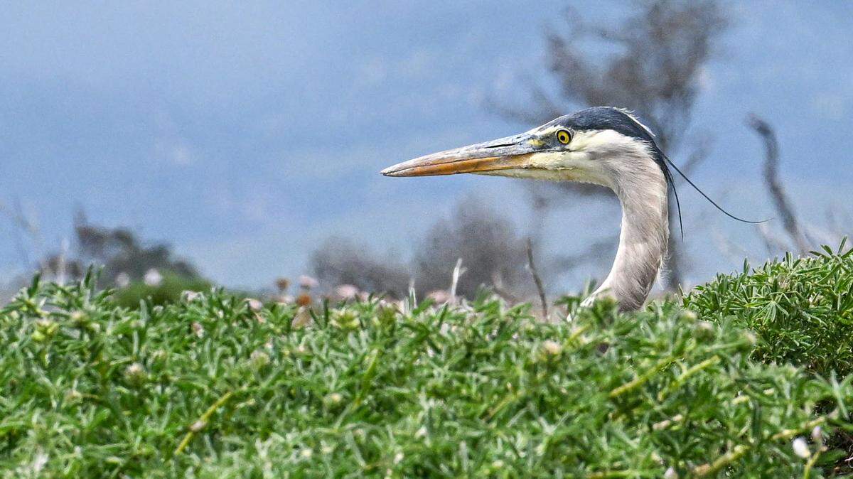 A Great Blue Heron on the hunt for gophers at the Fiscalini Ranch Preserve, Cambria.