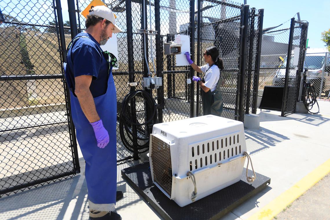 California Marine Mammal Center volunteers rescue a one-year-old dehydrated sea lion found in Avila Beach and bring it back to their Morro Bay facility. Assistant site manager Aliah Meza weighs the young sea lion with the help of volunteer Kerry Cox.