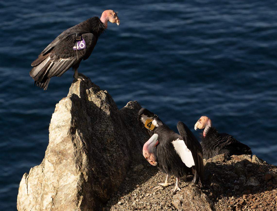 Big Sur California condor 204 (male, Amigo, head bowed) courts 646 (female, Kodama), while 470 (male, Fuego) looks on in a trio courtship.