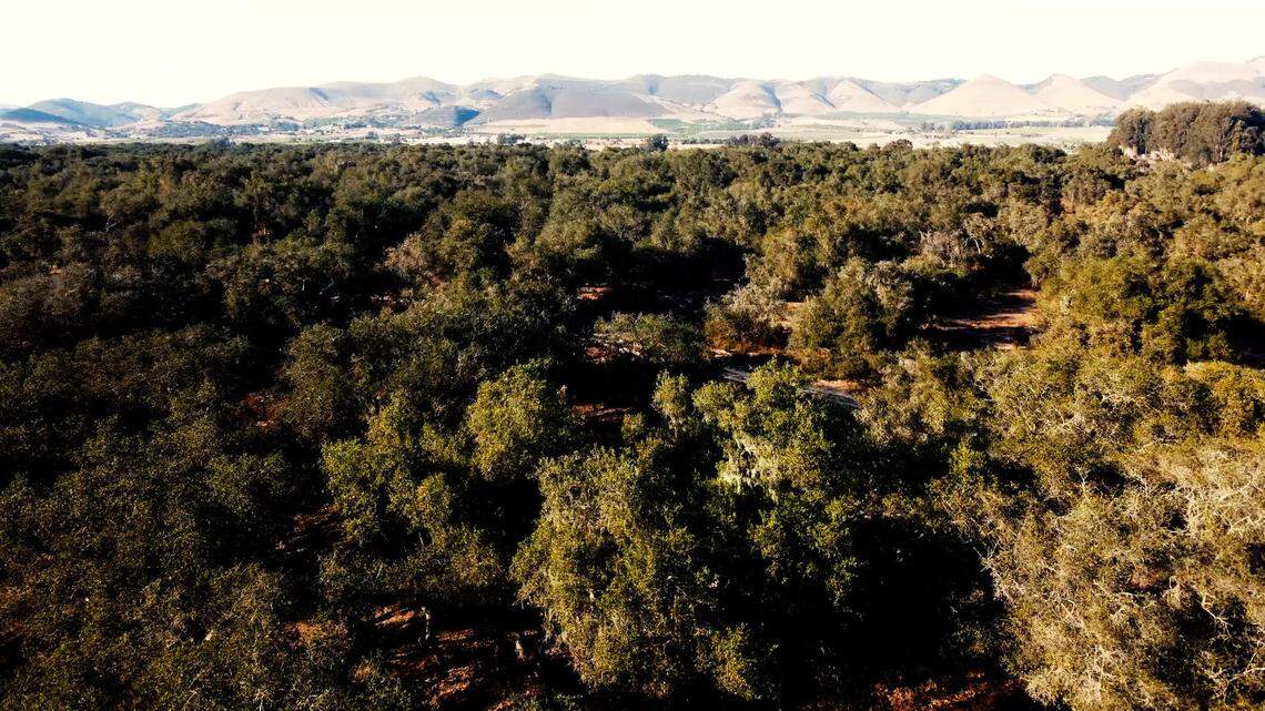 Opponents of the Dana Reserve project say they are fighting preserve Nipomo’s last remaining oak woodlands, pictured here. As currently proposed, the project would remove over 3000 oak trees.