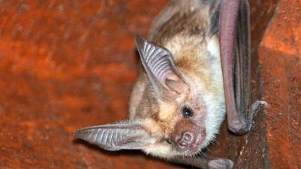 The pallid bat, seen here, is now the official bat of Califonia. The golden chanterelle mushroom also was recently added to the list of state symbols, as decreed by the state Legislature and Gov. Gavin Newsom, who signed bills to that effect.