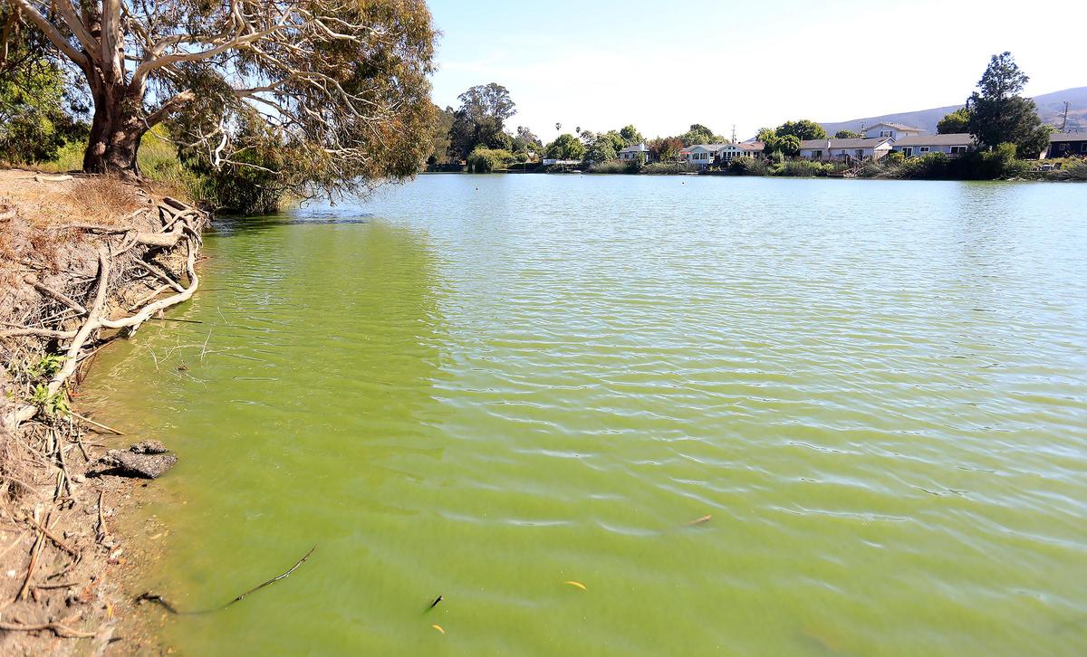 Algae turns Laguna Lake green in 2018. The city of San Luis Obispo is launching a pilot program to dredge the lake.