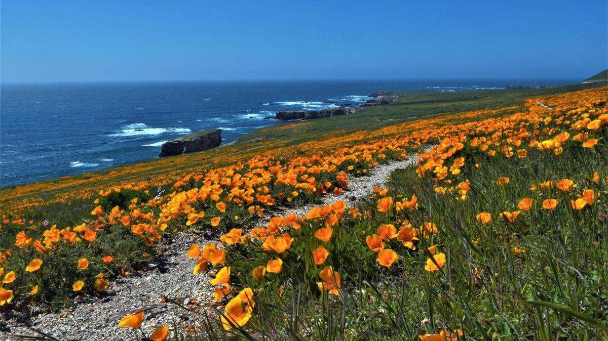 California poppies bloom along the Pecho Coast, an area extending from Islay Creek in Montaña de Oro southward to Point San Luis Lighthouse.