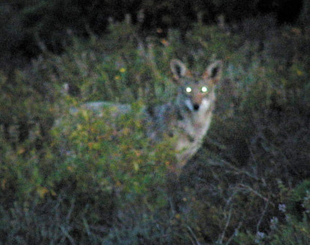 A coyote spotted at Elfin Forest in Los Osos.