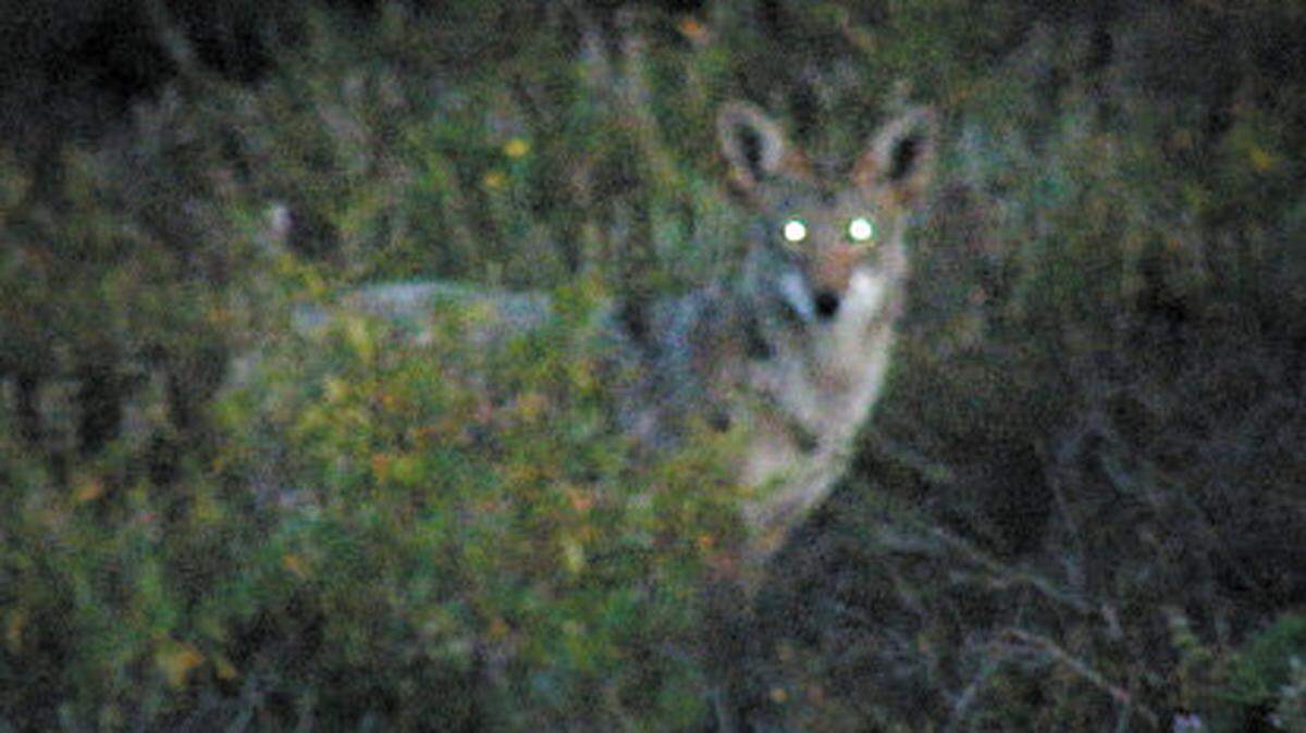 A coyote spotted at Elfin Forest in Los Osos.