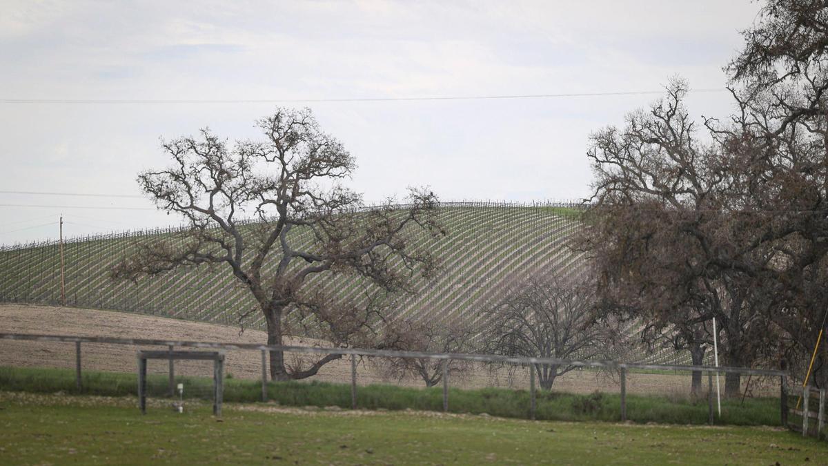 Candy Nachel’s home east of Templeton is surrounded by vineyards, seen here on Feb. 27, 2025. Her wells have gone dry, forcing her to truck in water.