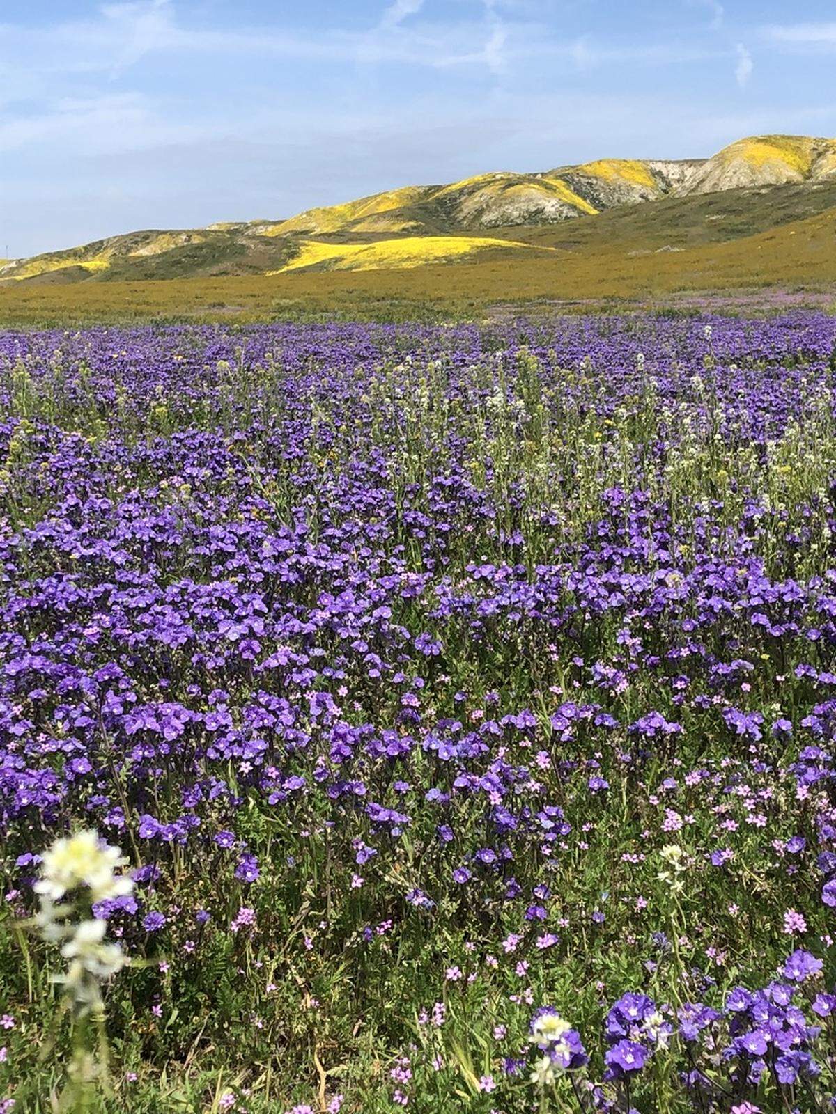 Doug Garland shot this picture of wildflowers at Carrizo Plain National Monument on Wednesday, April 12, 2023.