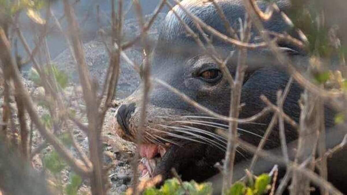 The Marine Mammal Center is monitoring a sea lion with an injured jaw in Morro Bay, seen here on June 15, 2026.