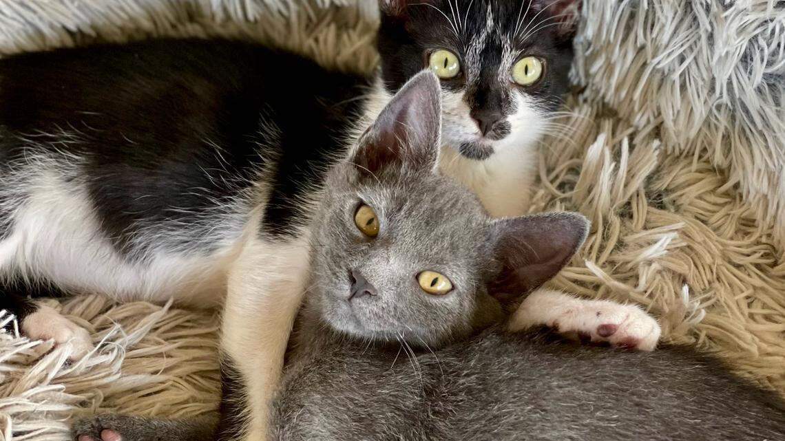Cute kittens Daisy and Dylan pair perfectly. They’re ready to find lifelong homes