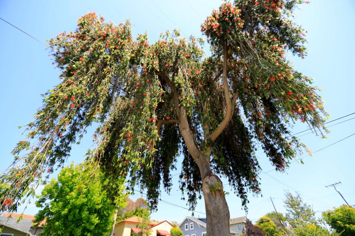 Tall bottlebrush trees line the streets of Toro Street in San Luis Obispo.