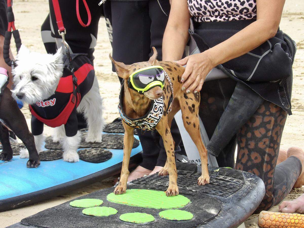 The World Dog Surfing Championships Exhibition Tour took over Pismo Beach on May 2, 2026. Professionals like Rusty, pictured above, showed off their skills alongside local pups.