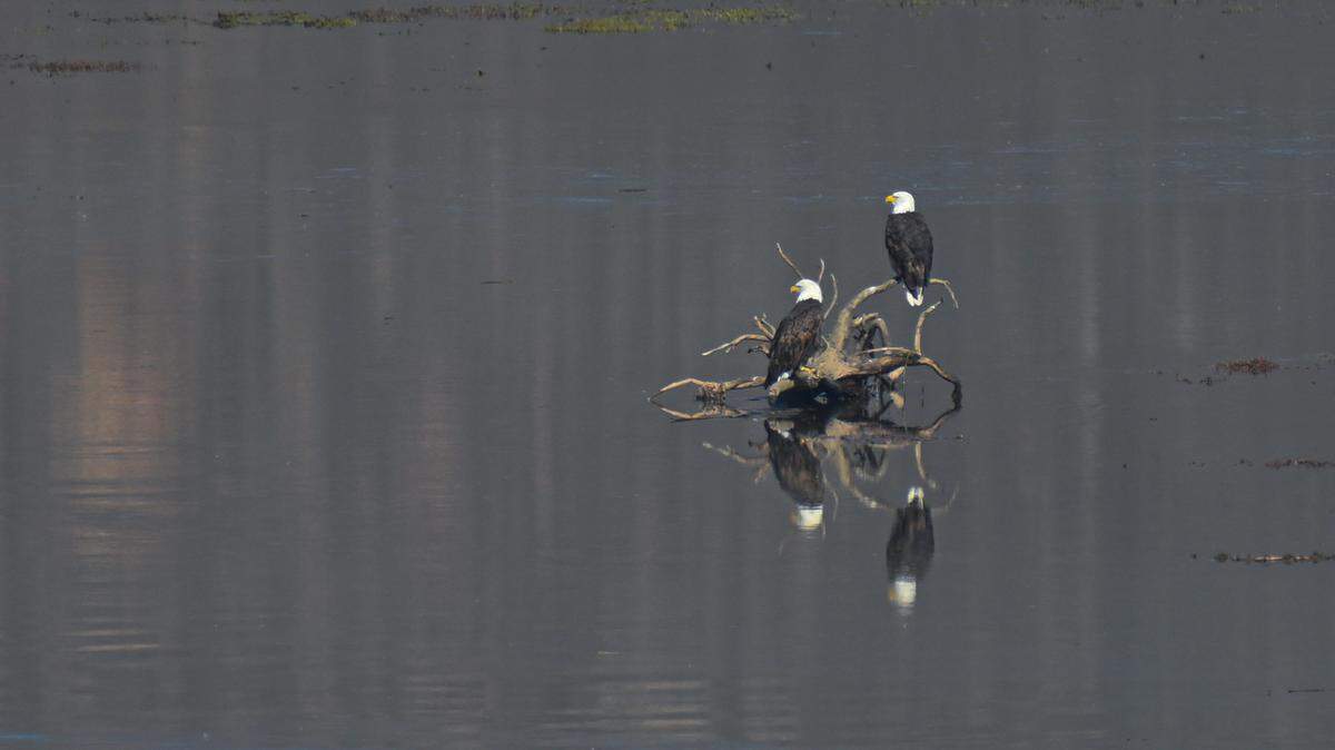 American Bald Eagles are returning in numbers to Morro Bay Estuary.