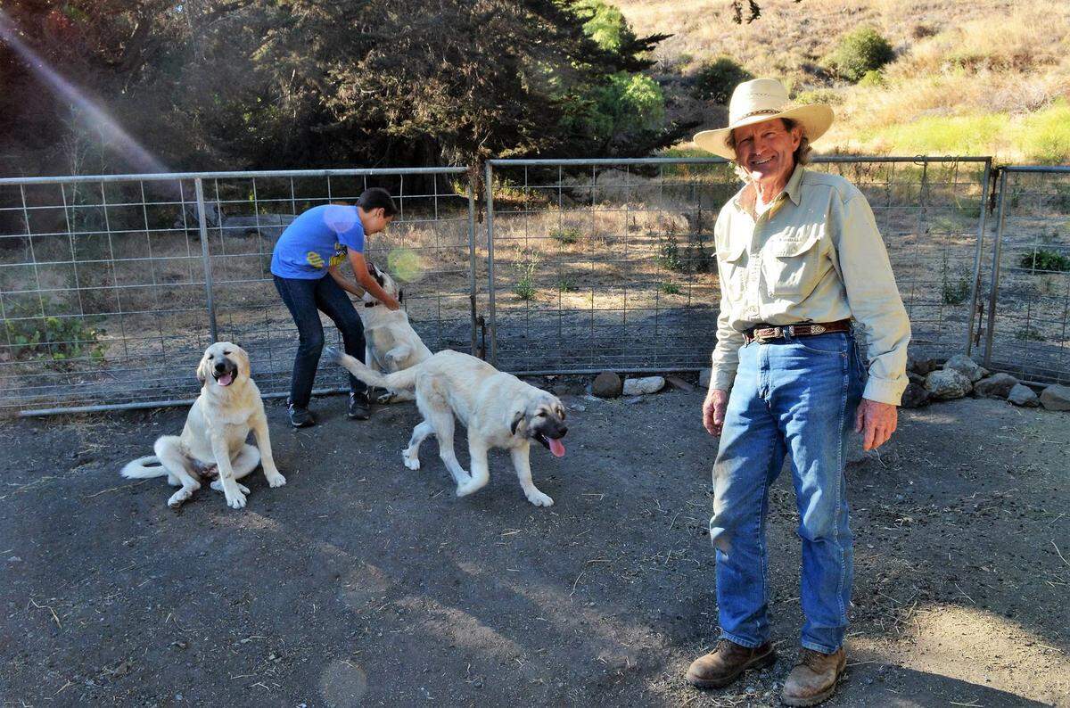 Sean Lindsey plays with dogs that protect Bob Blanchard’s herd of grazing goats as Blanchard looks on.